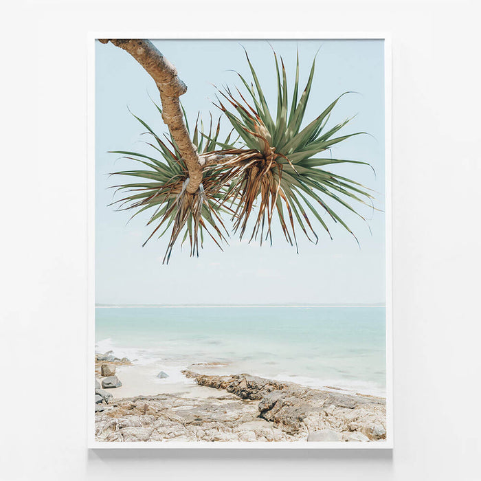 Noosa Pandanus
