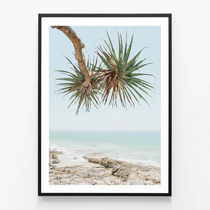 Noosa Pandanus