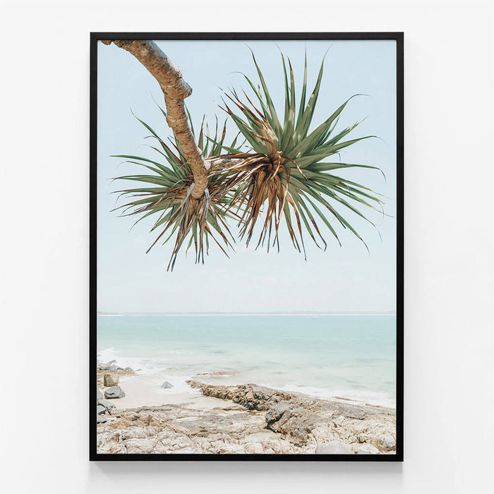 Noosa Pandanus