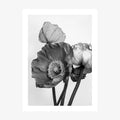 Oriental Poppies 2 wall art print