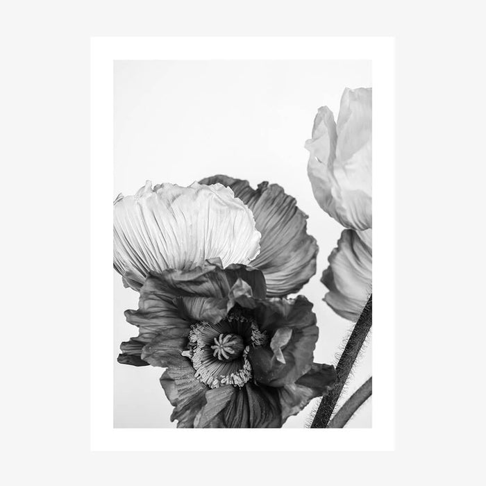 Oriental Poppies 3 wall art print