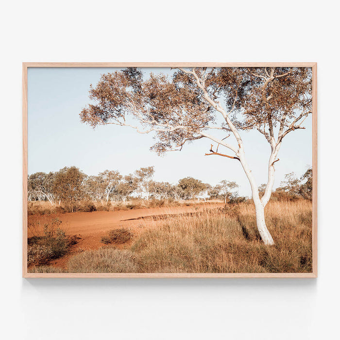 Outback Gum