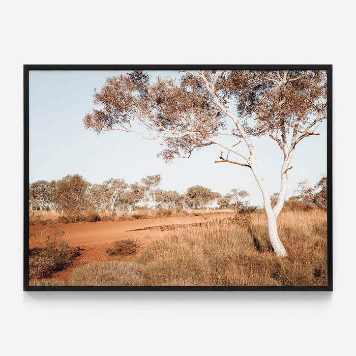 Outback Gum