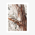 Shedding Bark wall art print