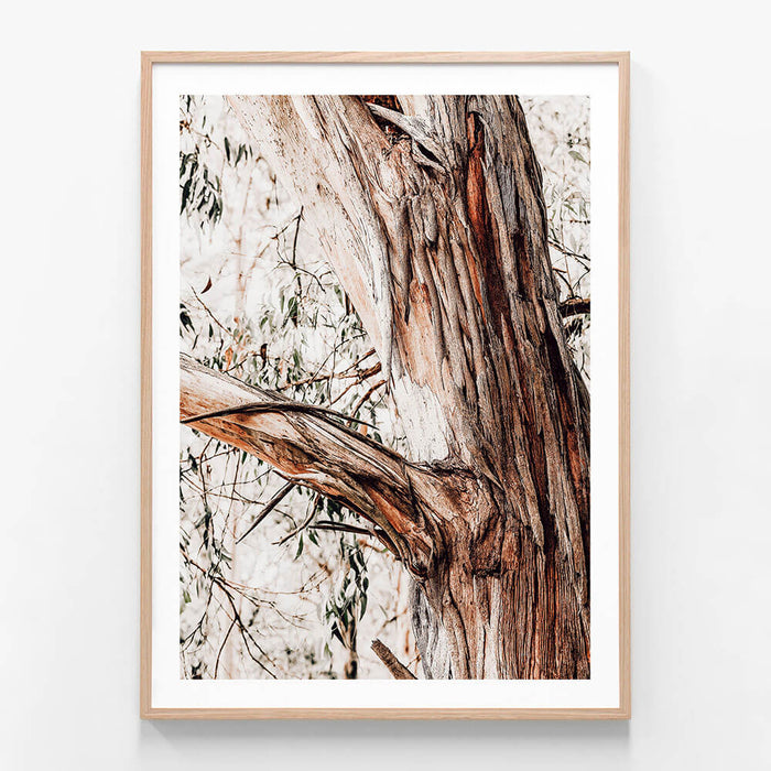 Shedding Bark wall art print in oak frame