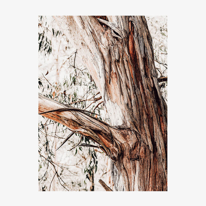 Shedding Bark