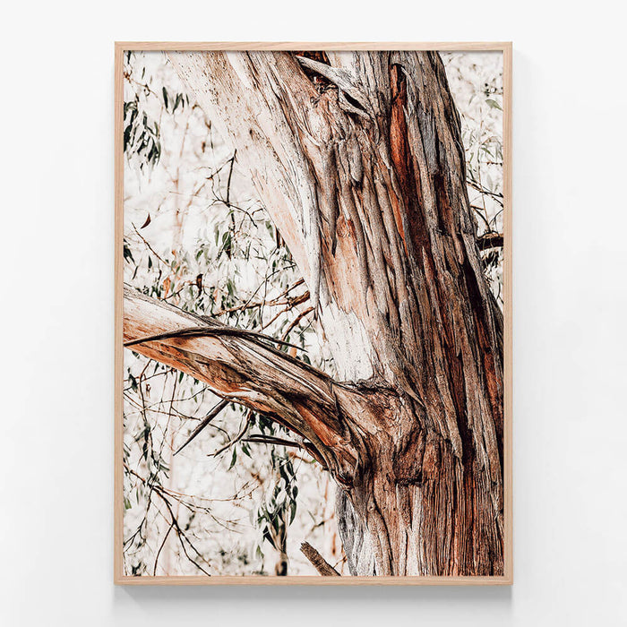 Shedding Bark
