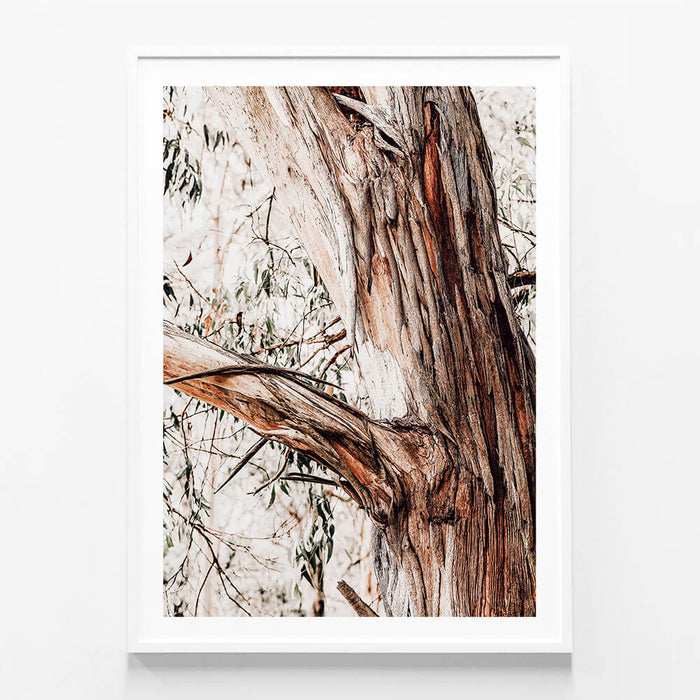 Shedding Bark