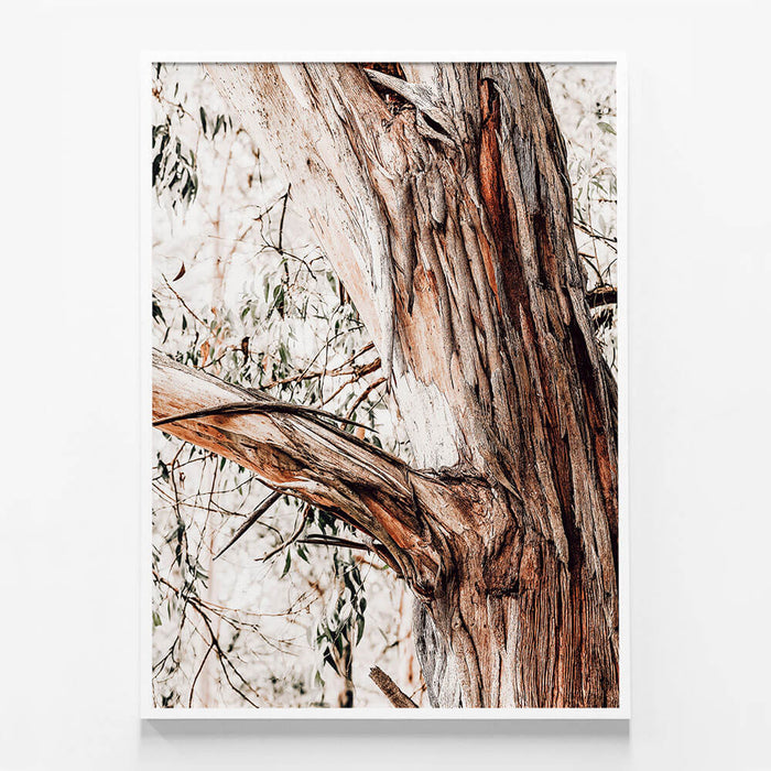 Shedding Bark