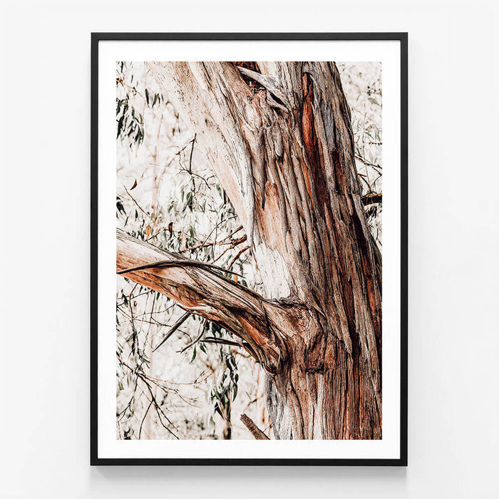 Shedding Bark