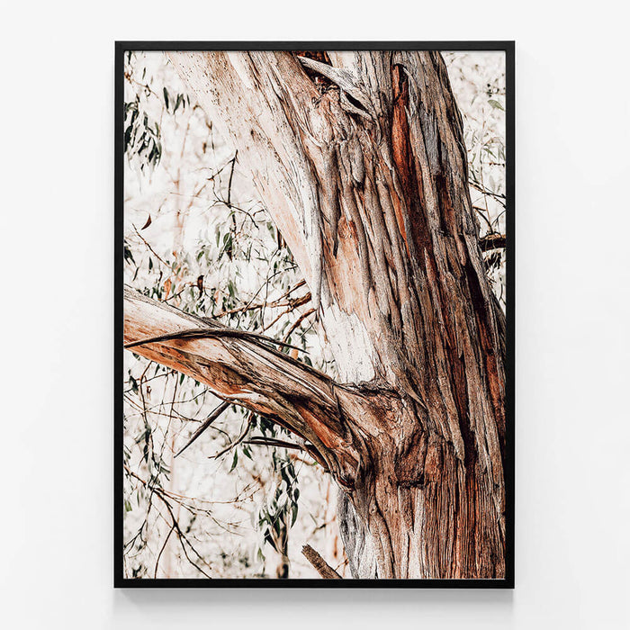 Shedding Bark