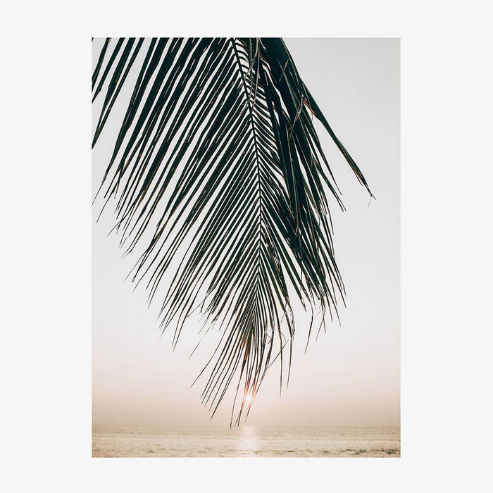 Sunset Palm
