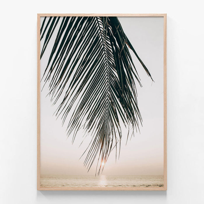Sunset Palm
