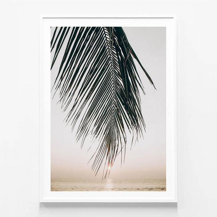Sunset Palm