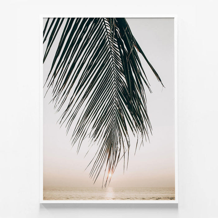 Sunset Palm