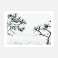 Tea Tree Bay wall art print
